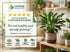 Spathiphyllum (Peace Lily) Rooted Starter Plant 3 Pack
