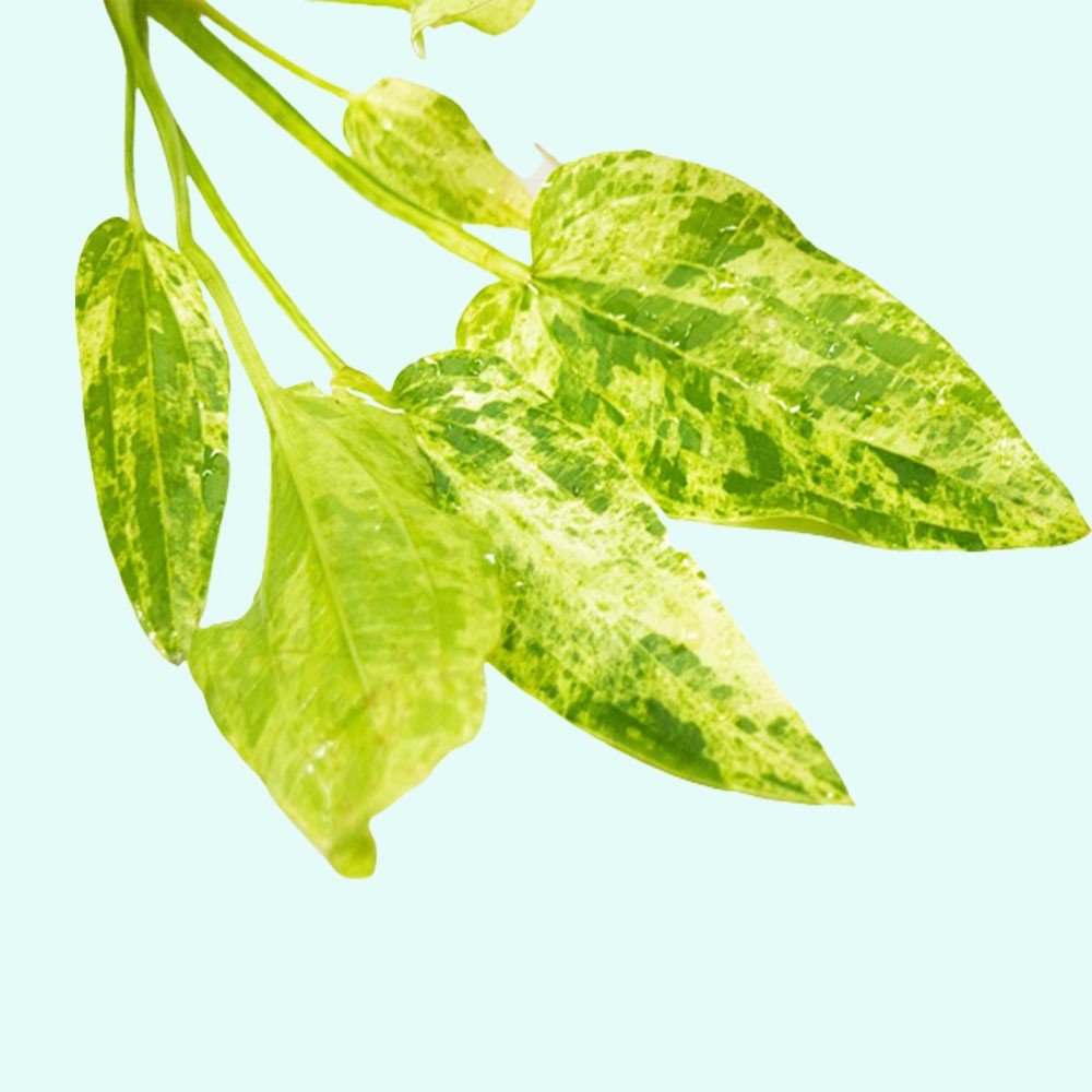 Marble Queen Sword (Echinodorus cordifolius) – Live Aquarium Plant