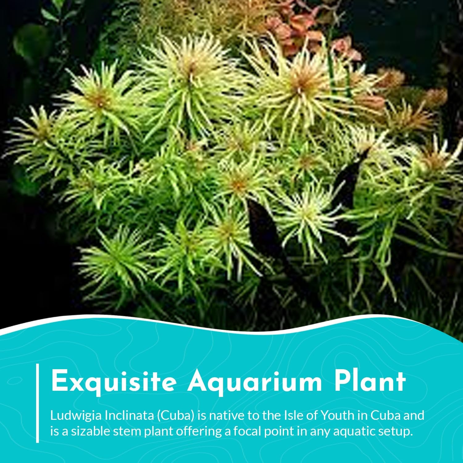 Ludwigia inclinata var. ‘Cuba’ – Live Freshwater Aquarium Plant