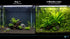 Beginner Live Aquarium Plants Bundle 3 to 75 Assorted Easy Plants for Fish Tanks