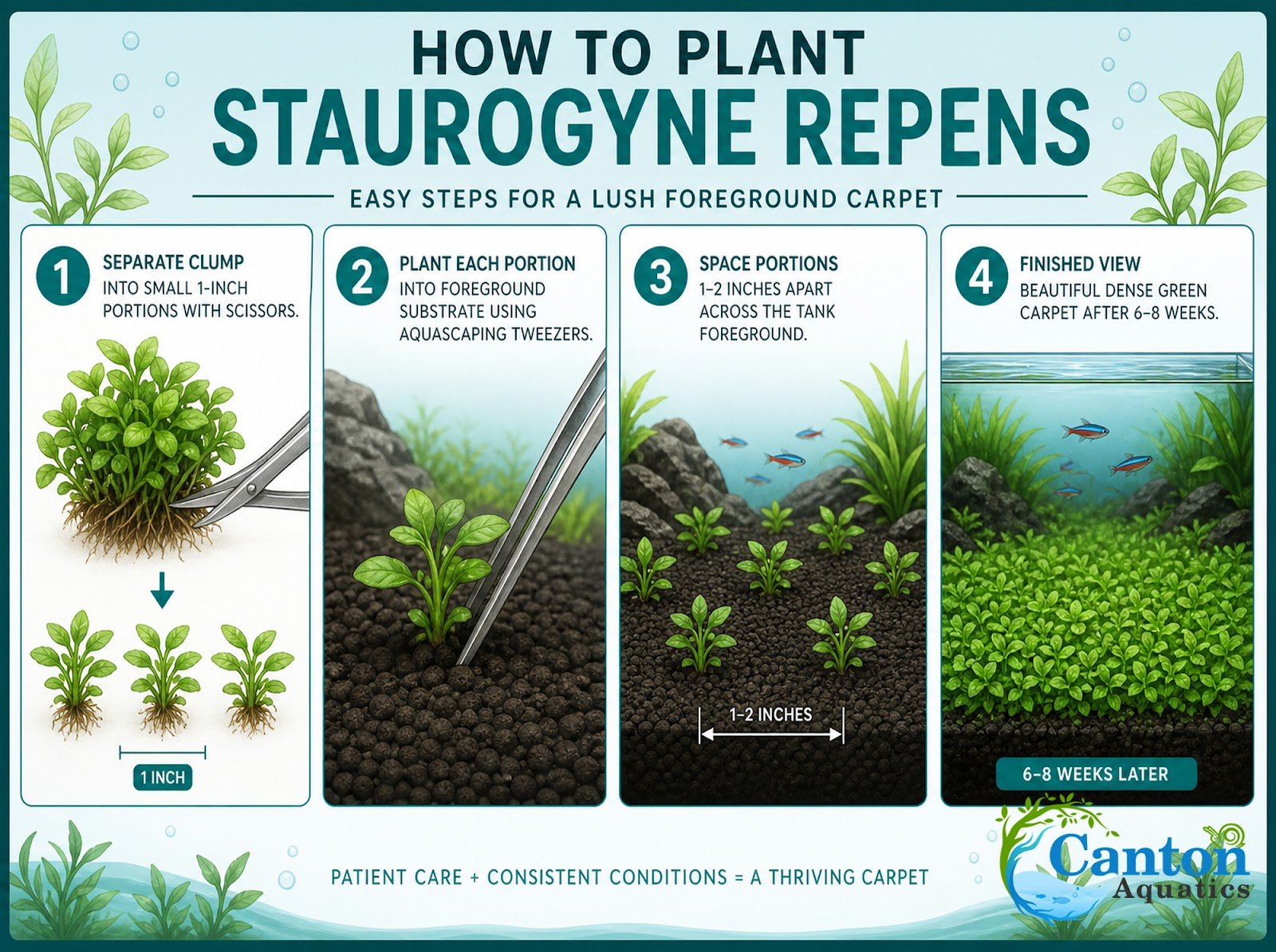 CANTON AQUATICS Staurogyne S Repens Plants - Long Lasting & Easy to Care - Promote High Water Quality and Fast - Growing Live Freshwater Carpet Plant for Aquascaping - 5X Clumps Plants