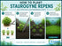 CANTON AQUATICS Staurogyne S Repens Plants - Long Lasting & Easy to Care - Promote High Water Quality and Fast - Growing Live Freshwater Carpet Plant for Aquascaping - 5X Clumps Plants