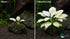Anubias White Rose – Live Freshwater Aquarium Plant