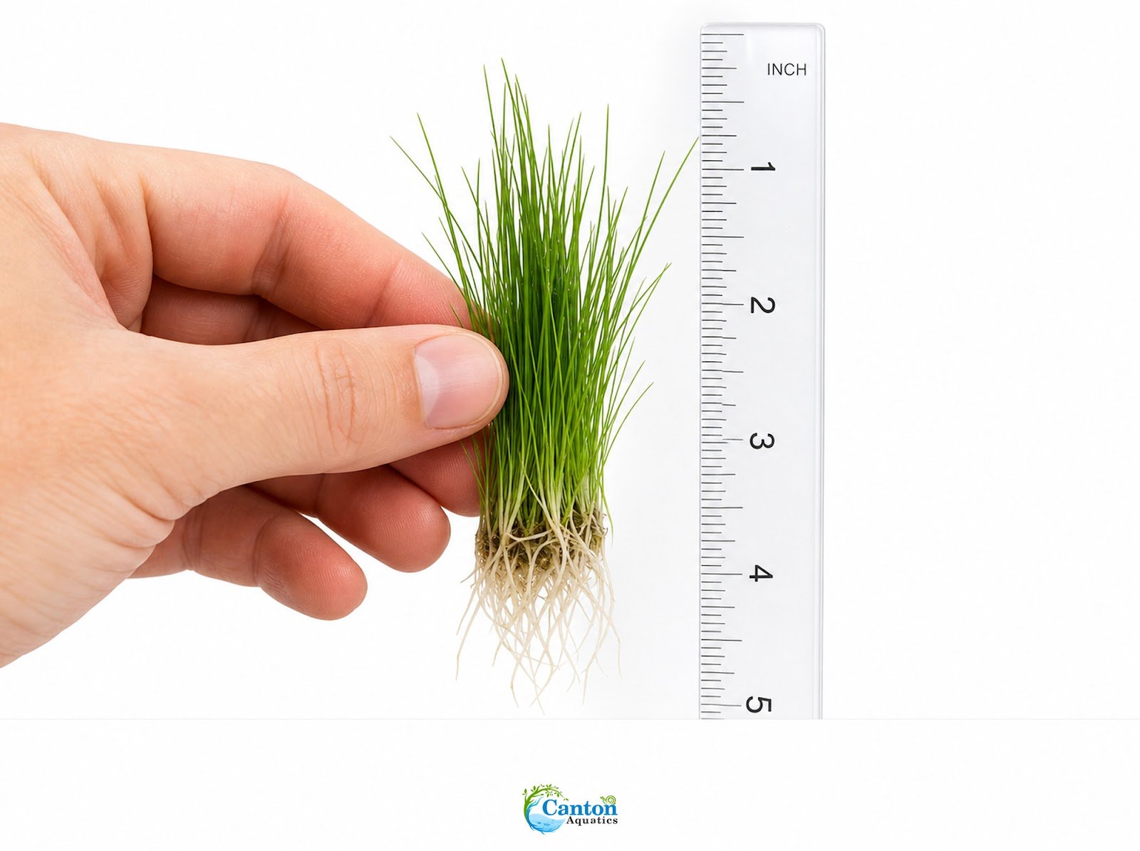 5 X Dwarf Hairgrass (Eleocharis Parvula) - Image 2 of 10