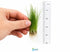 5 X Dwarf Hairgrass (Eleocharis Parvula) - Image 2 of 10