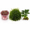 Live Shrimp Tank Plant Bundle | Aquarium Plants for Shrimp Neocaridina Cherry Shrimp