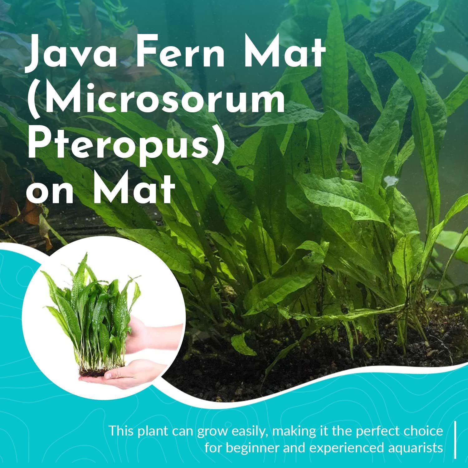 Java Fern Mat (Microsorum Pteropus) on Mat