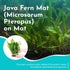 Java Fern Mat (Microsorum Pteropus) on Mat