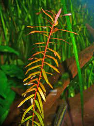 Ammania senegalensis – Live Freshwater Aquarium Plant - Image 29 of 43