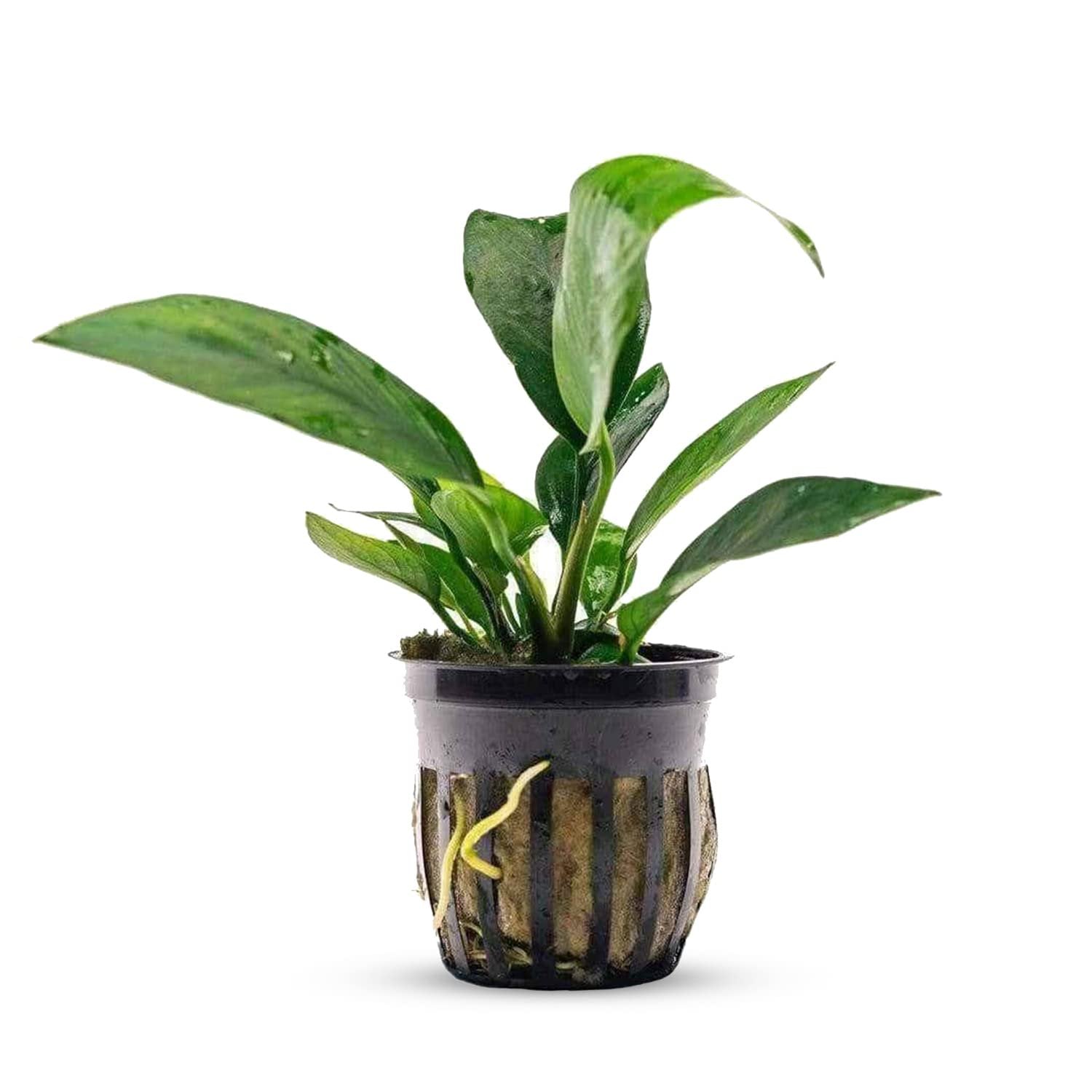 Anubias Nangi - Image 1 of 21