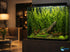 Moneywort (Bacopa monnieri) – Live Aquarium & Paludarium Plant