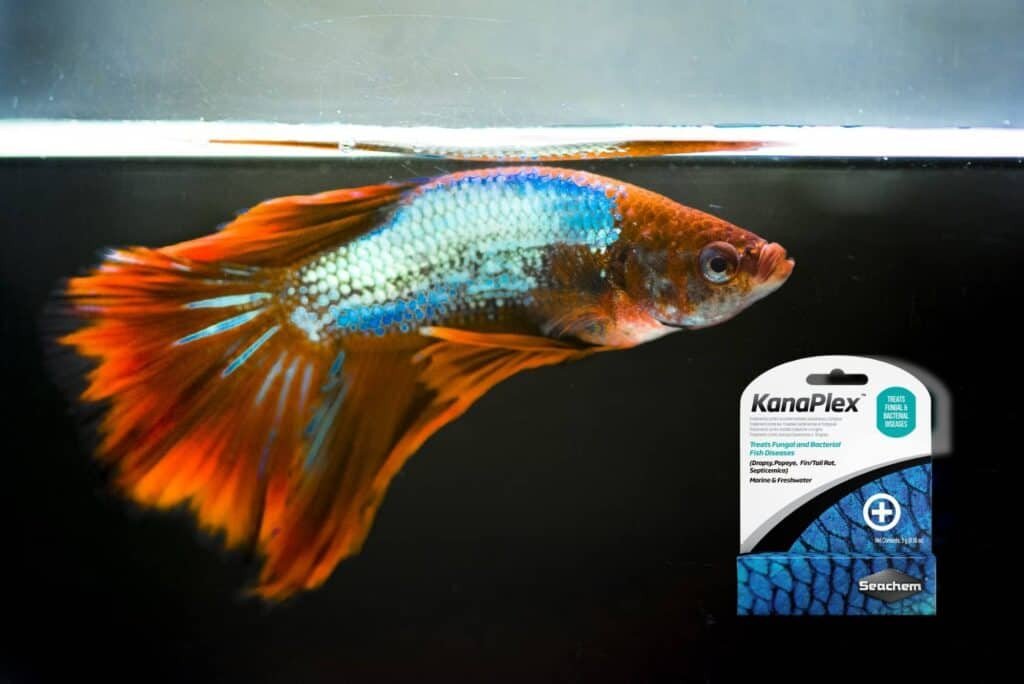 Kanaplex – Broad-Spectrum Antibiotic for Freshwater & Saltwater Aquariums