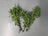 Needle Leaf Ludwigia Arcuata