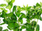Water Wisteria (Hygrophila difformis) – Live Aquarium Plant Bunch | BUY 2 GET 1 FREE