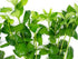 Water Wisteria (Hygrophila difformis) – Live Aquarium Plant Bunch | BUY 2 GET 1 FREE