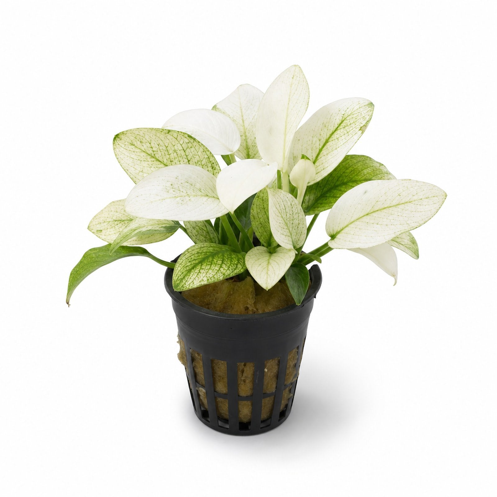 Anubias White Rose – Live Freshwater Aquarium Plant - Image 5 of 90