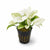 Anubias White Rose – Live Freshwater Aquarium Plant - Image 5 of 90