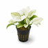Anubias White Rose – Live Freshwater Aquarium Plant - Image 5 of 90