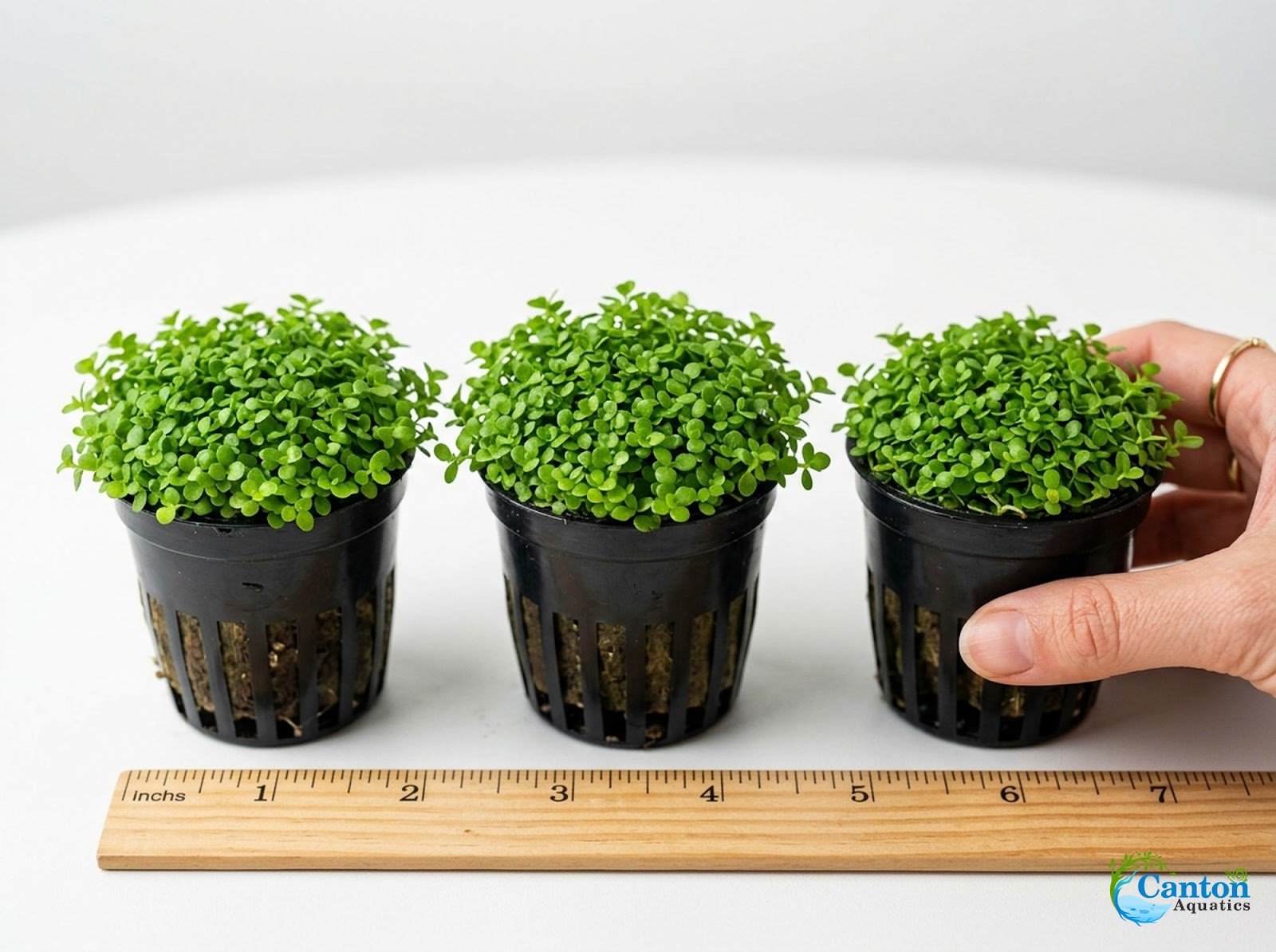Micranthemum 'Monte Carlo' - Live Freshwater Carpet Aquarium Plant