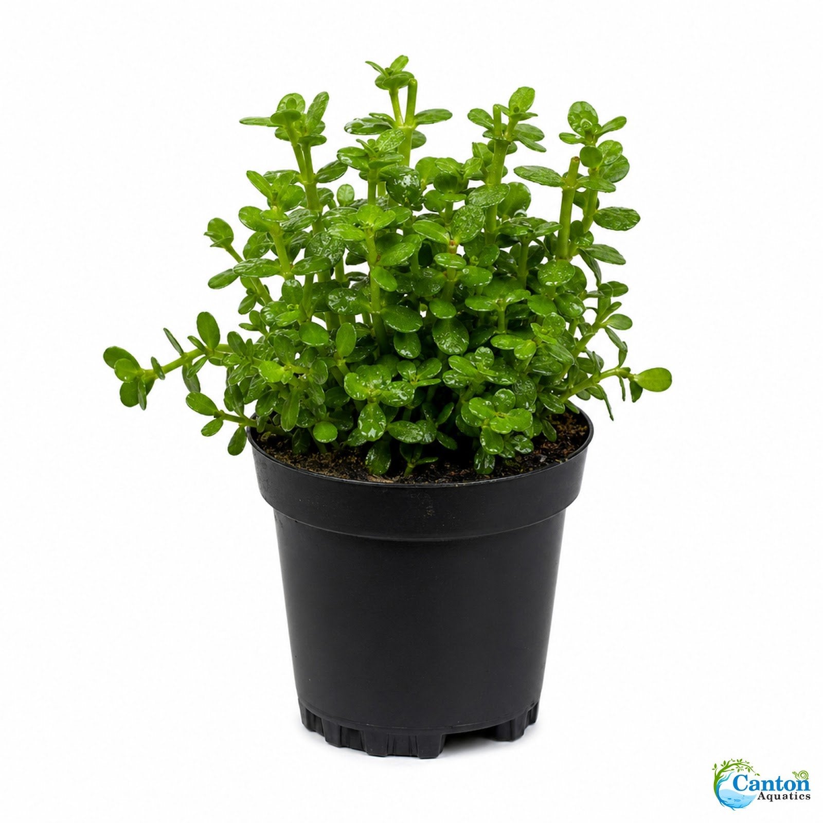Moneywort (Bacopa monnieri) – Live Aquarium & Paludarium Plant