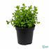 Moneywort (Bacopa monnieri) – Live Aquarium & Paludarium Plant