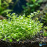 Micranthemum 'Monte Carlo' - Live Freshwater Carpet Aquarium Plant