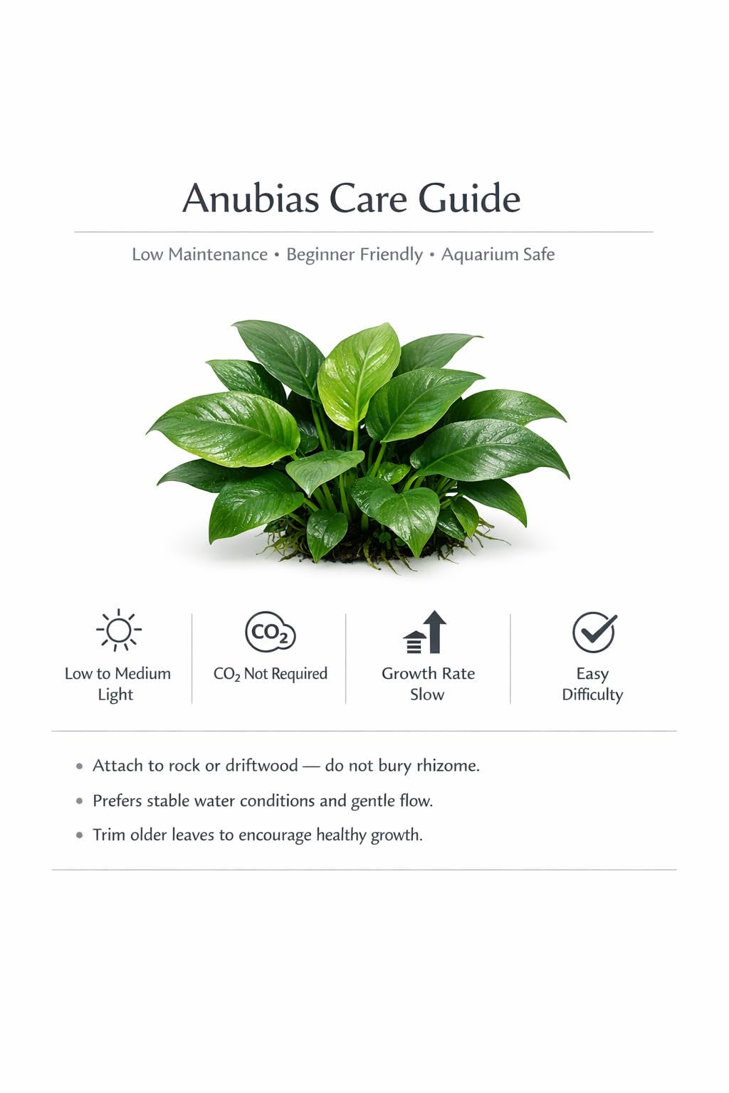 Showpiece Plant Duo – Large Amazon Sword & Anubias | Live Aquarium Plants, Easy, Lush, Freshwater