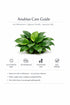 Showpiece Plant Duo – Large Amazon Sword & Anubias | Live Aquarium Plants, Easy, Lush, Freshwater
