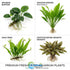 Live Aquarium Plants Essential Bundle