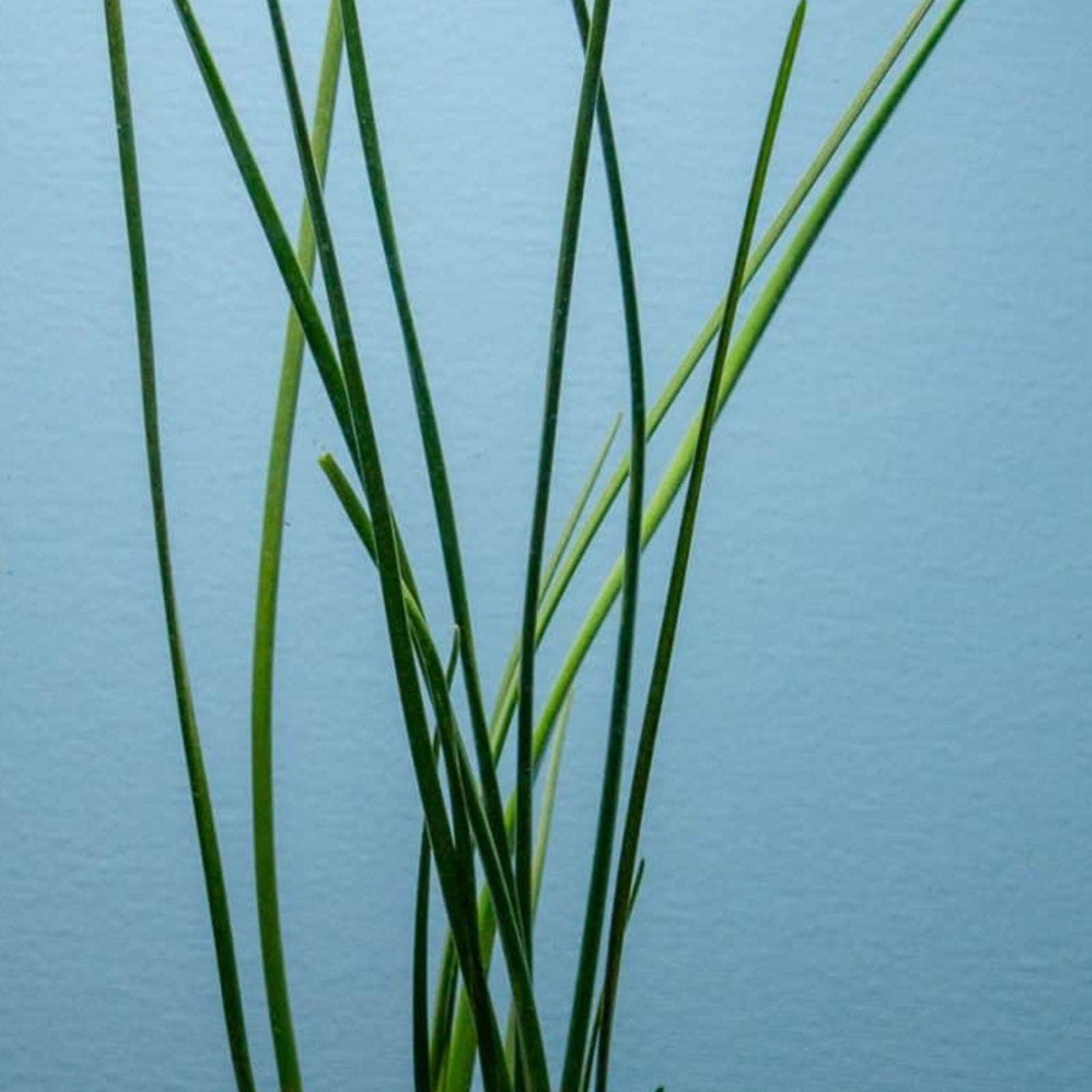 Water Onion Dwarf (Zephyranthes candida) – Live Freshwater Aquarium Plant