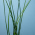 Water Onion Dwarf (Zephyranthes candida) – Live Freshwater Aquarium Plant