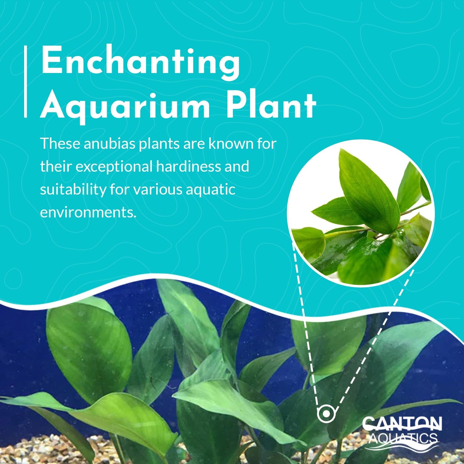 Anubias Hastifolia
