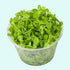 Dwarf Baby Tears Micranthemum Umbrosom