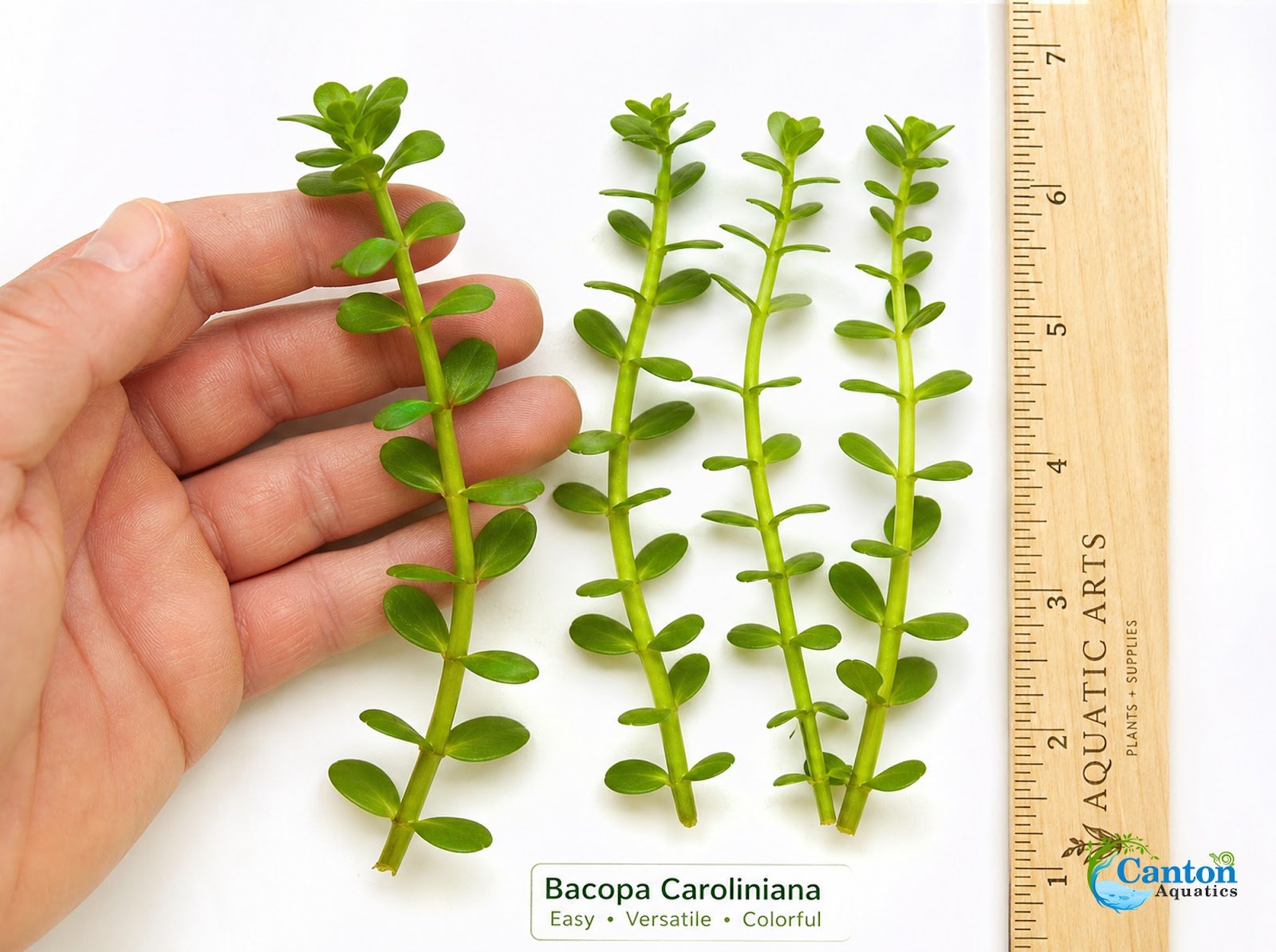 Bacopa Caroliniana