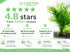Canton Aquatics Live Aquarium Plants - Water Sprite Aquarium Plant, Ceratopteris Thalictroides - Perfect Live Aquatic Plants for Fish Tanks and Aquariums