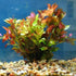 Ludwigia Repens sp
