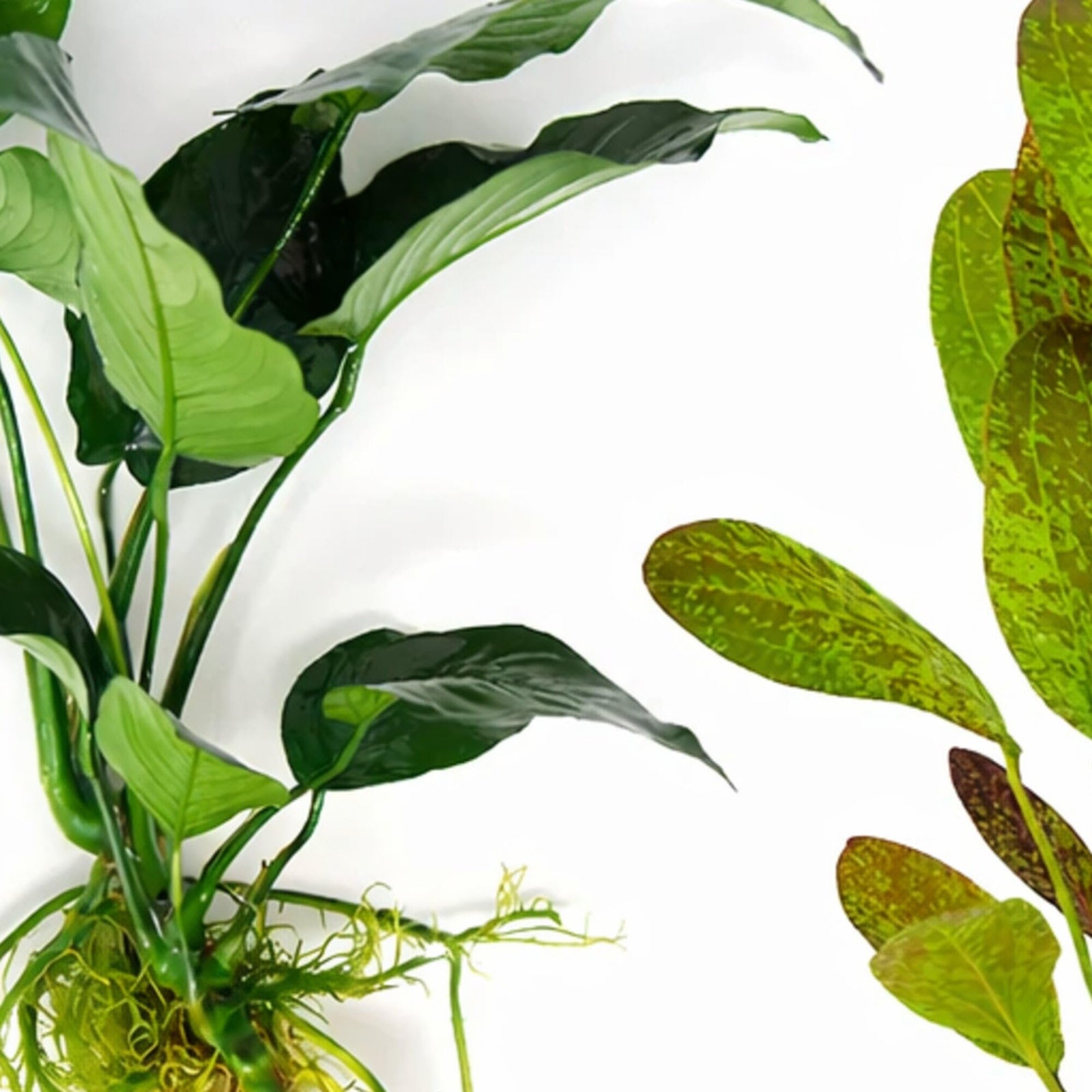 Showpiece Plant Duo – Large Amazon Sword & Anubias | Live Aquarium Plants, Easy, Lush, Freshwater