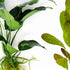 Showpiece Plant Duo – Large Amazon Sword & Anubias | Live Aquarium Plants, Easy, Lush, Freshwater