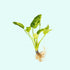 Marble Queen Sword (Echinodorus cordifolius) – Live Aquarium Plant
