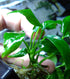 Anubias Minima Bare Root - Image 12 of 40