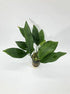Anubias Nancon