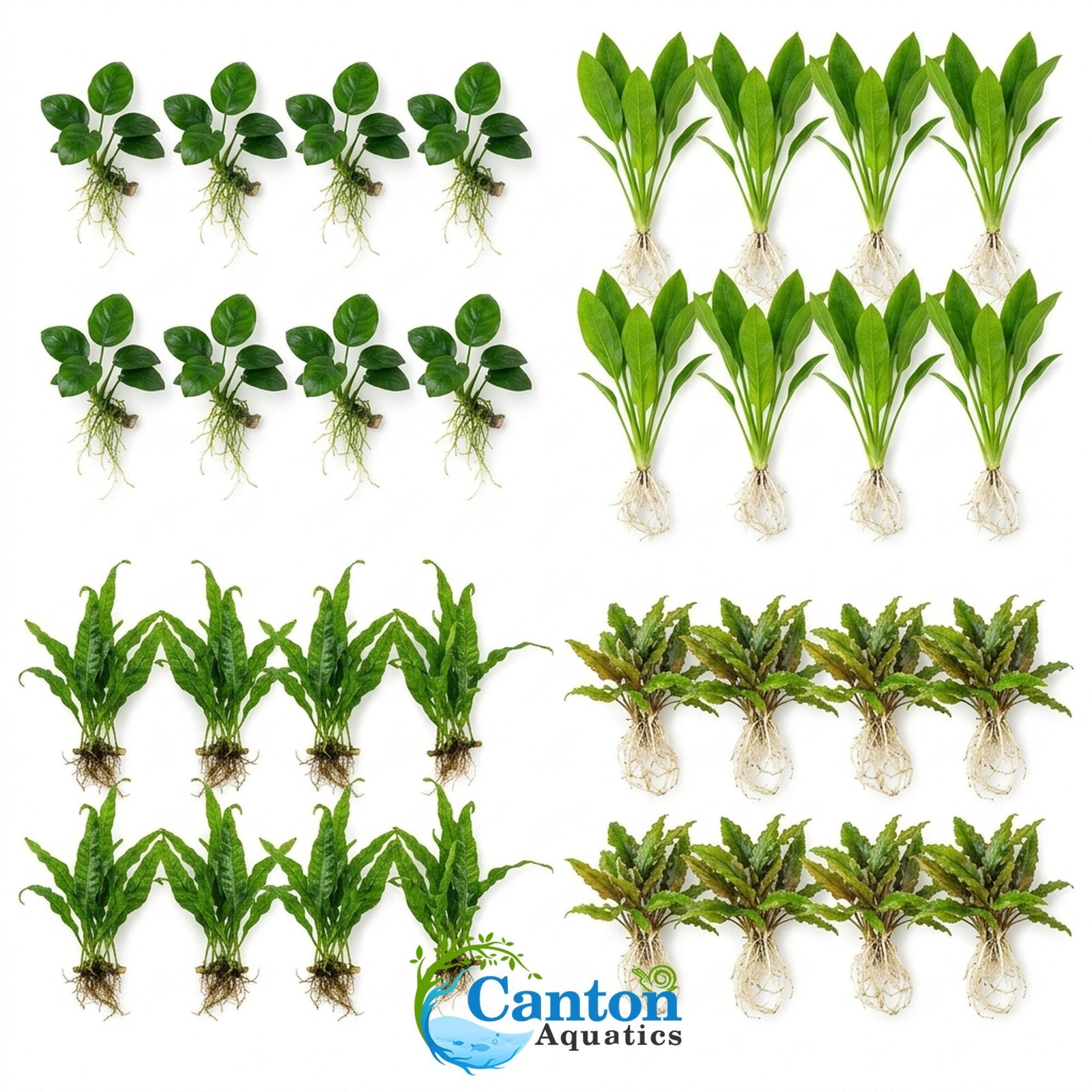 Live Aquarium Plants Essential Bundle