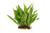Java Fern (Microsorum Pteropus) on Mat