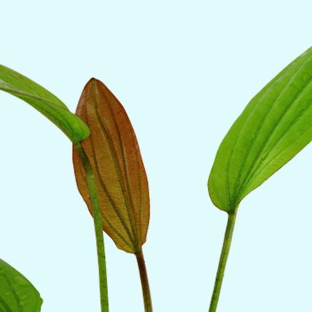 Rose Sparkle Sword (Echinodorus sp. “Rose Sparkle”) – Live Aquarium Plant