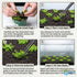 Micranthemum 'Monte Carlo' - Live Freshwater Carpet Aquarium Plant
