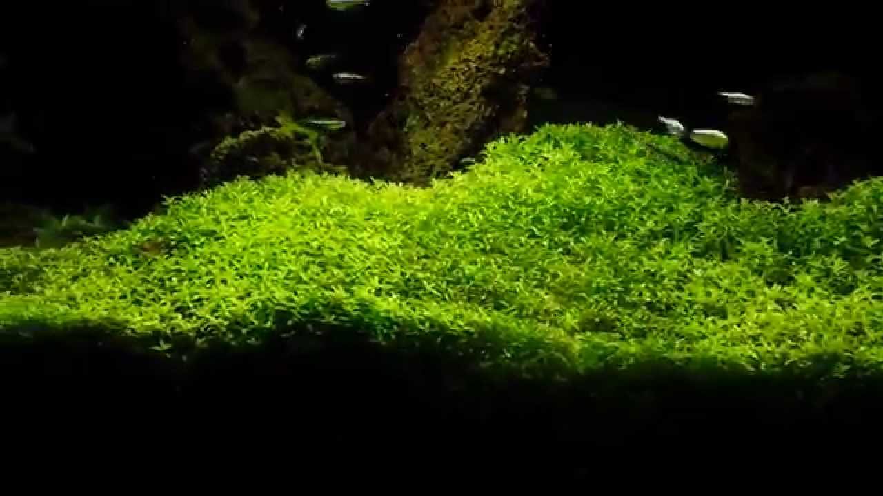 Pearl Weed (Hemianthus Micranthemoides) – Live Aquarium Plant
