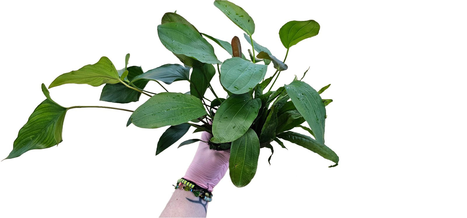 Anubias Large Bare Root – Live Aquarium Plant