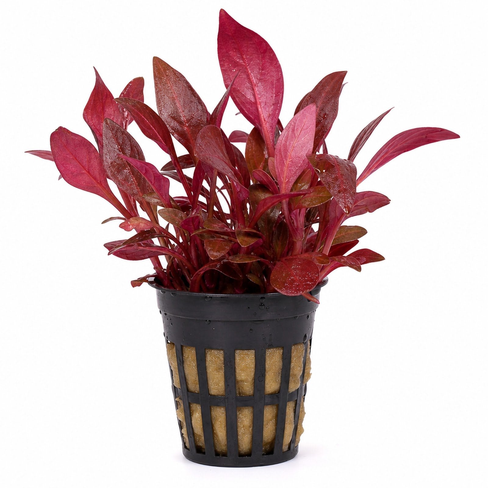 Alternanthera reineckii ‘Mini’ – Tissue Culture Aquarium Plant