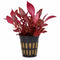 Alternanthera reineckii ‘Mini’ – Tissue Culture Aquarium Plant