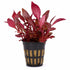 Alternanthera reineckii ‘Mini’ – Tissue Culture Aquarium Plant